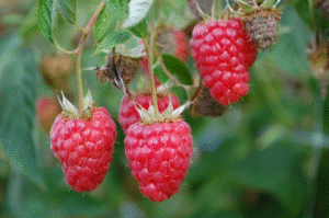 Posnetek zaslona 2025 04 23 121258