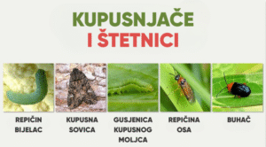 BOLESTI JAGODA 17