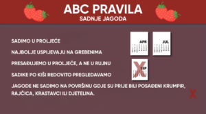 BOLESTI JAGODA 2 1