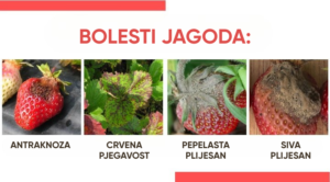 BOLESTI JAGODA