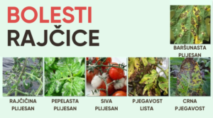 BOLESTI JAGODA 6