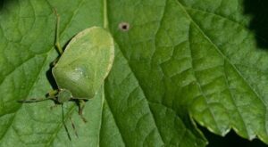 nezara viridula 3651970 1920