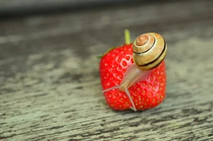 vrtni_puževi_uvijek_su_gladni
